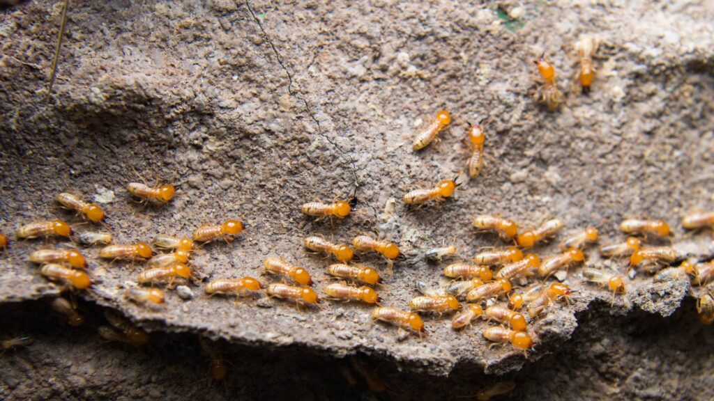 treatment of termites at home