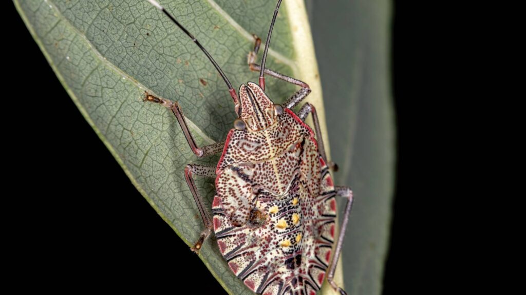 brown marmorated stink bug that is considered dangerous