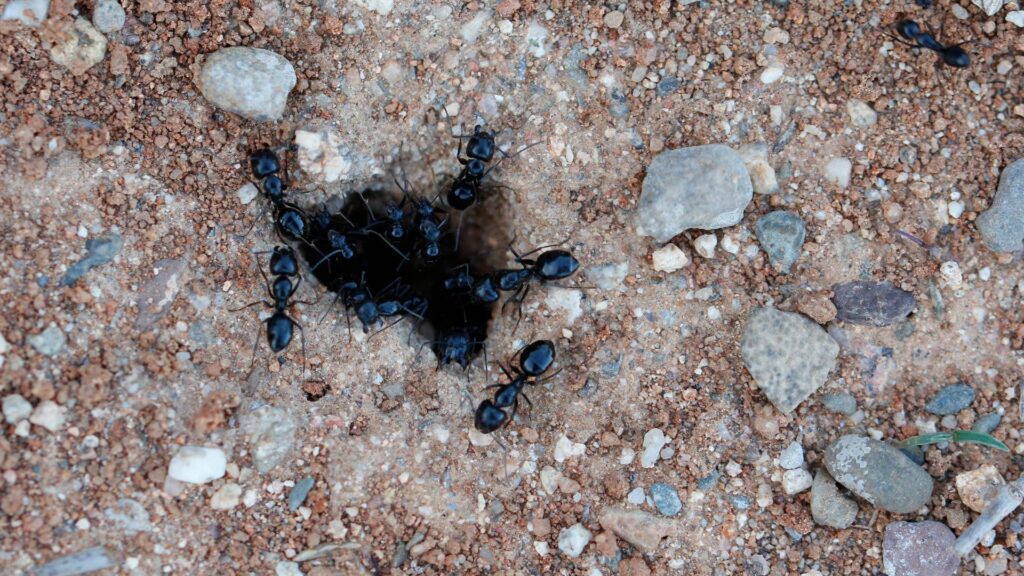 ants getting inside of an ant hill making you wonder how to get rid of ant hills without killing them