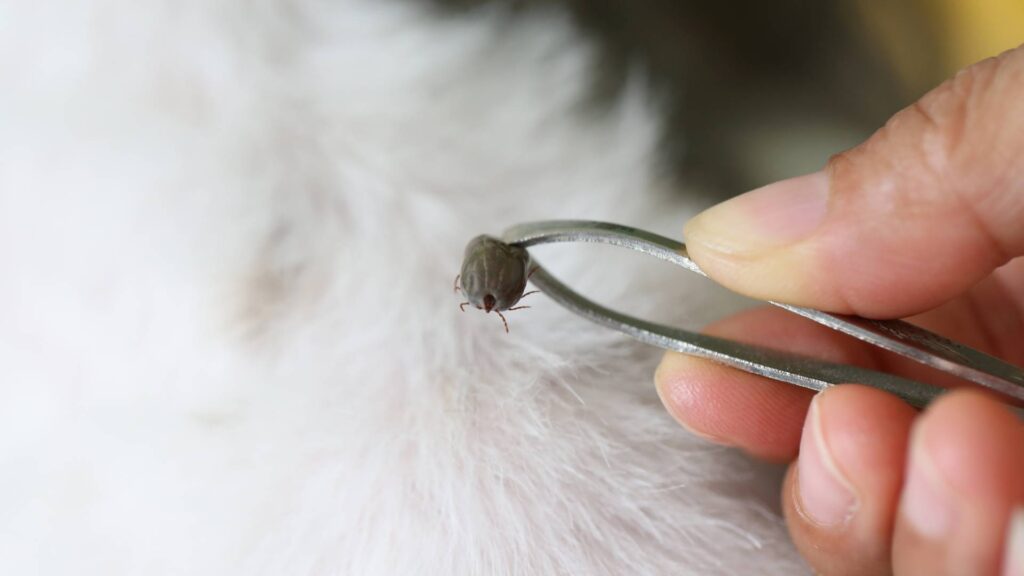 how to get rid of ticks 