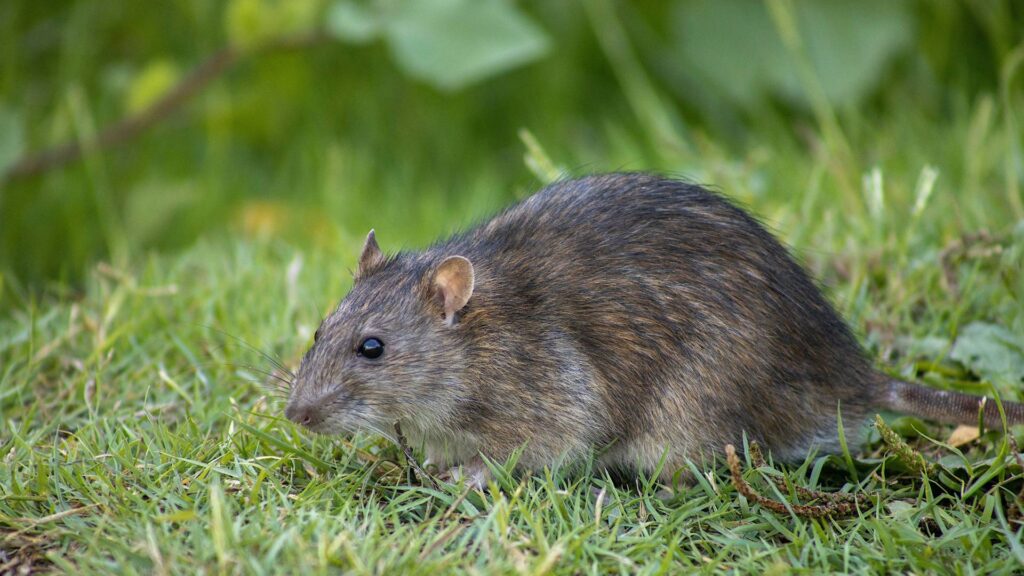 rat on a yard who need to follow some maintenance steps from How to Get Rid of a Rat in the Attic