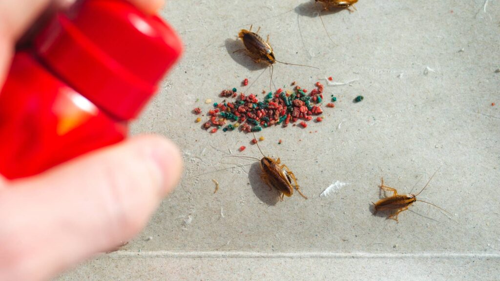 using pest control spray on roaches attracted to a bait being one of the ways of how to kill a roach