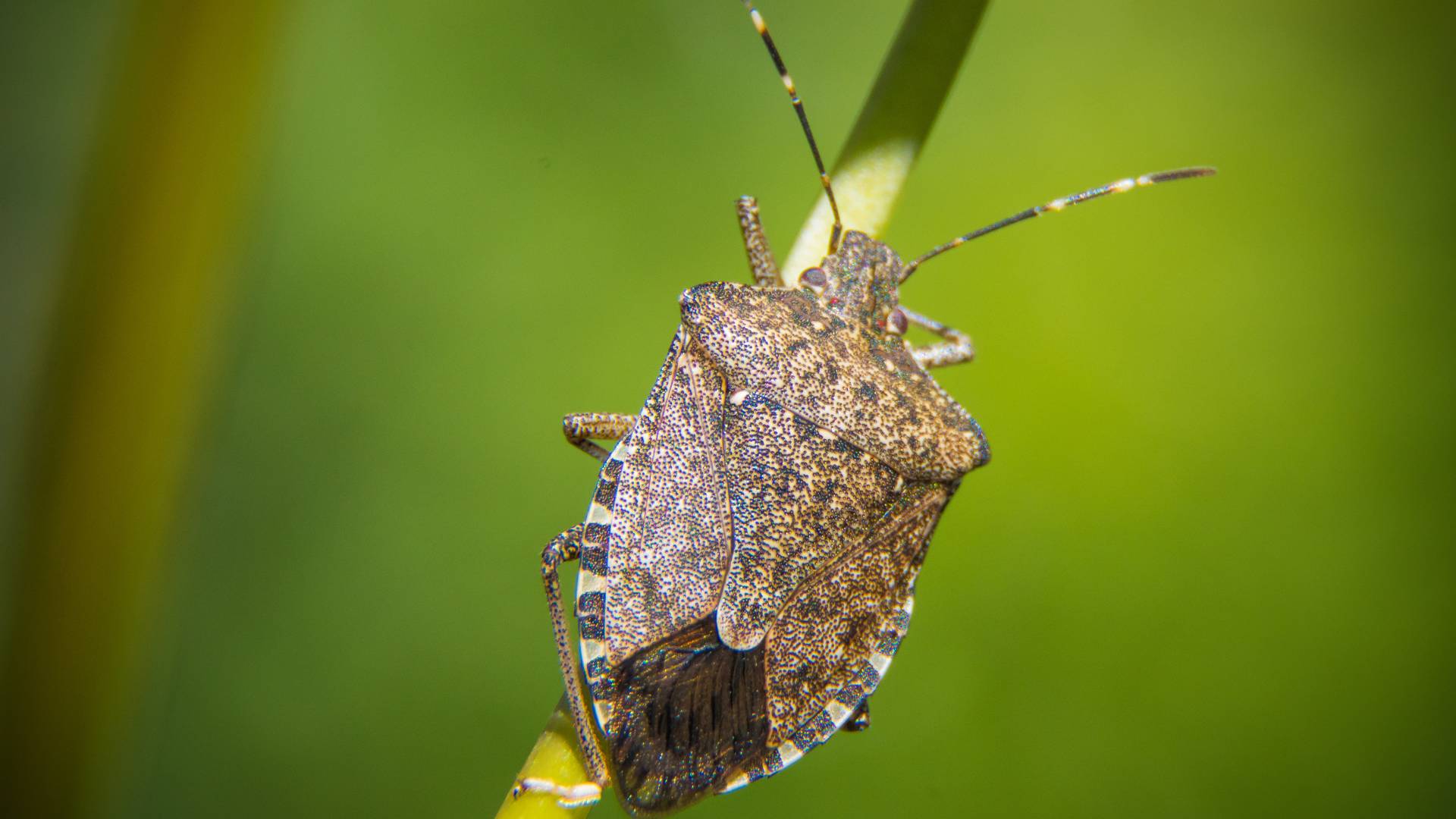 Brown Marmorated Stink Bug Dangerous: Invasion Risks Explained