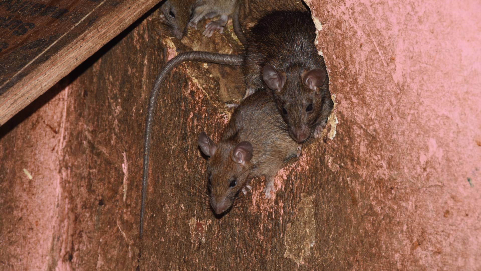 How Do Mice Make Holes in the Wall? Secrets & Prevention Tips