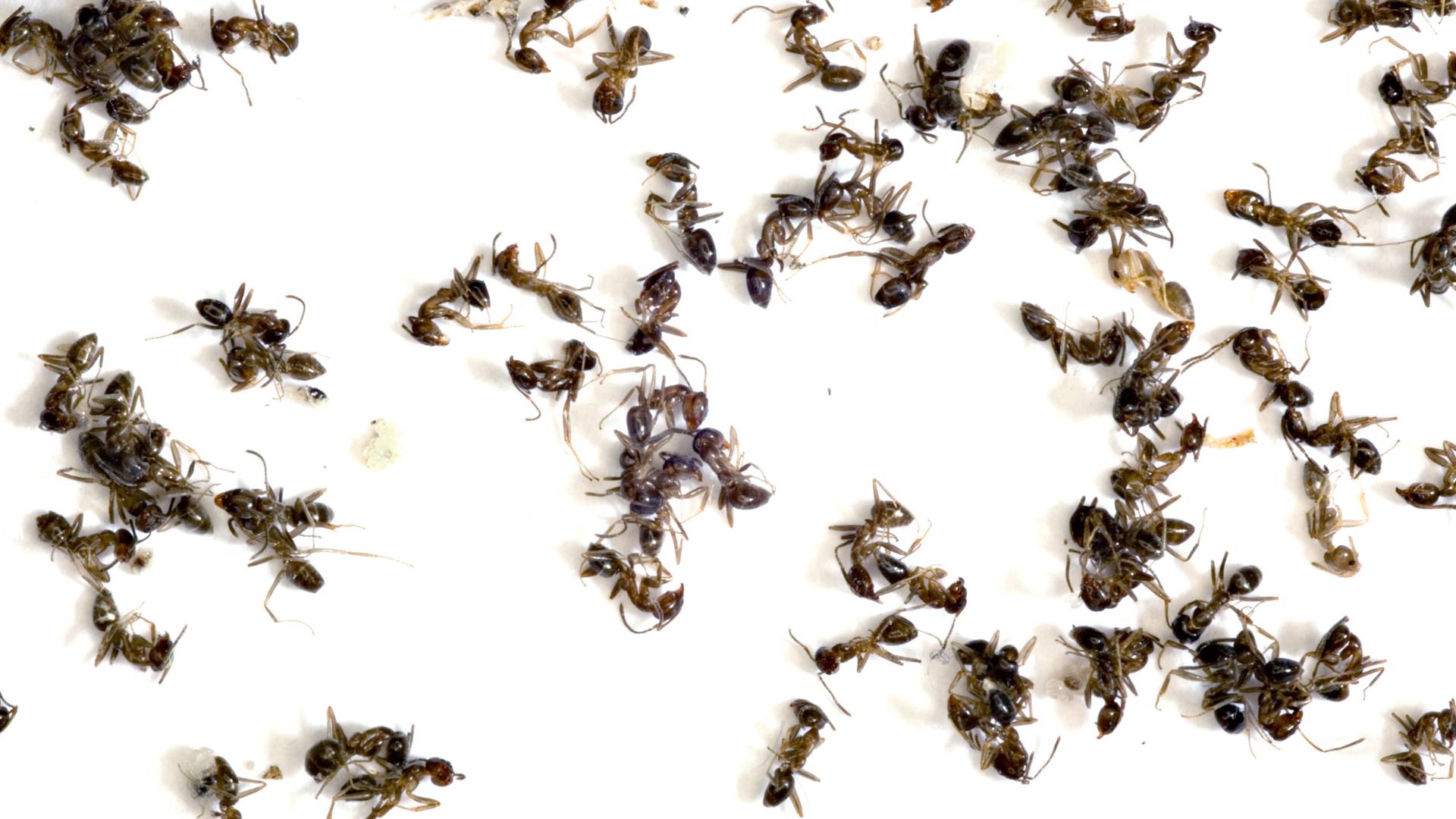 How Long Does It Take for an Ant Colony to Die? Proven Methods