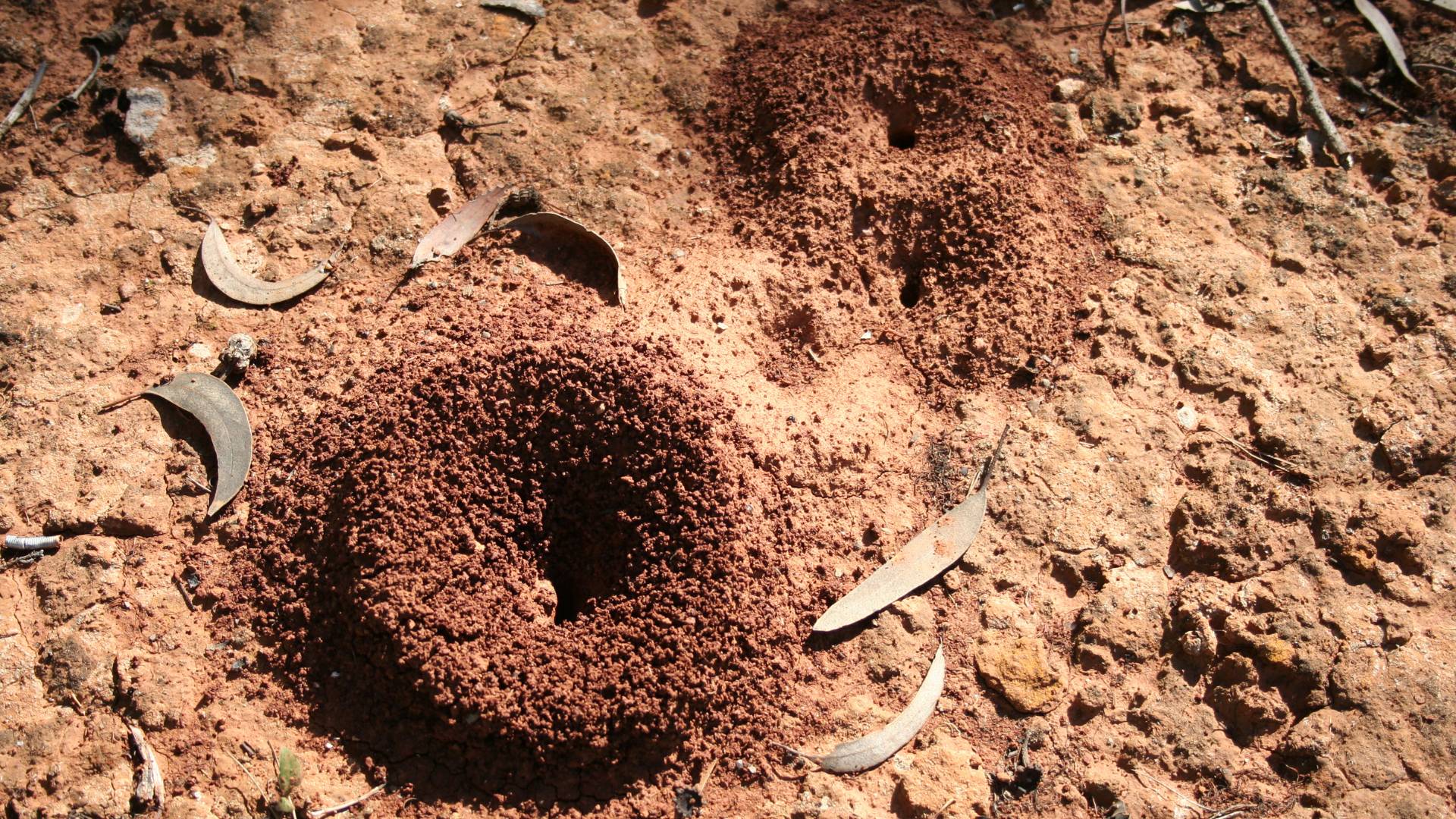 How to Get Rid of Ant Hills Without Killing Them: Eco Tips