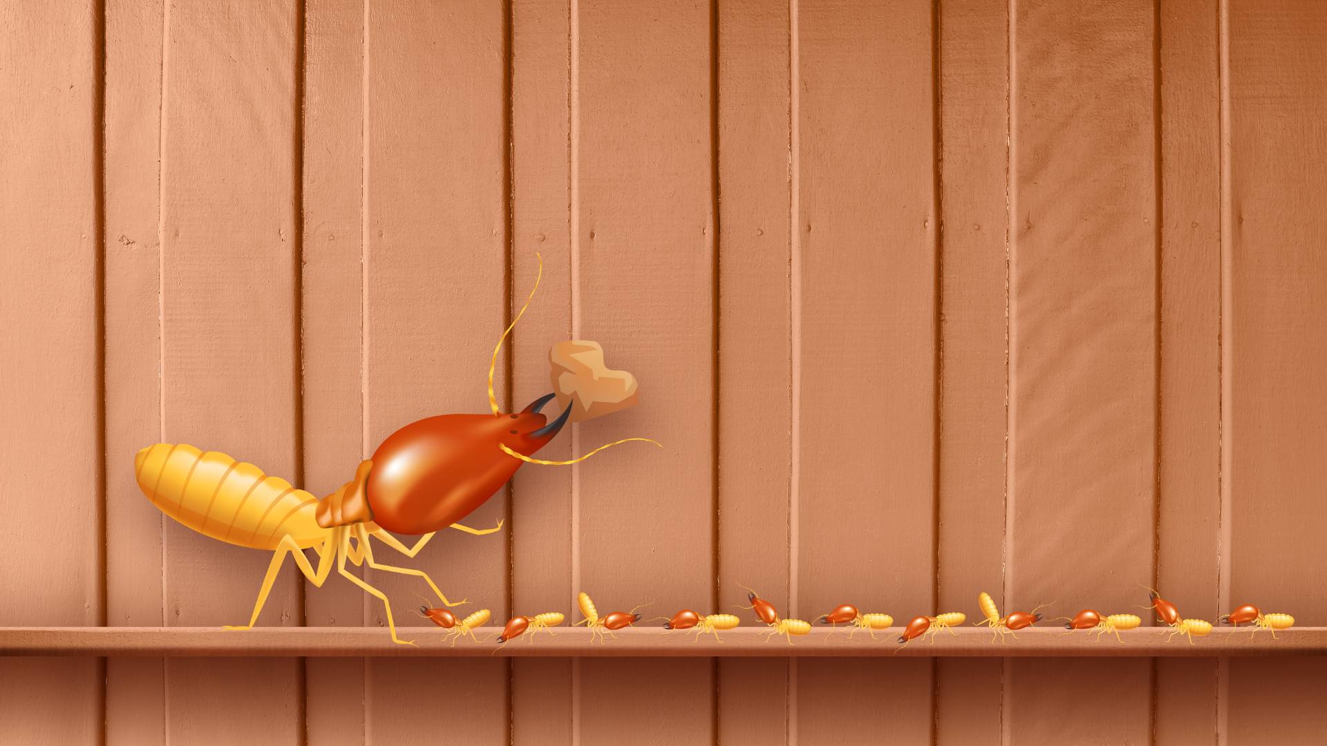 New House Termite Protection: Strategies That Work