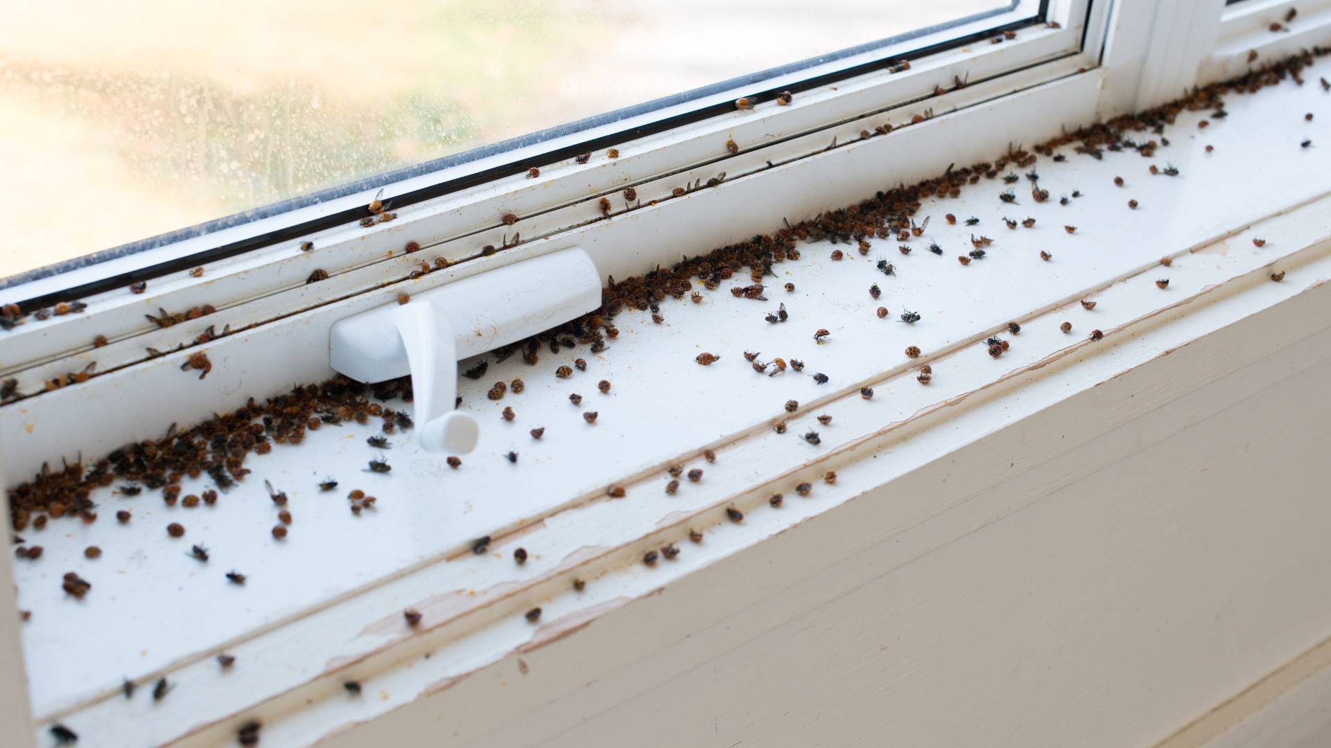 Pest Control for Flies in House: Top 5 Effective Solutions