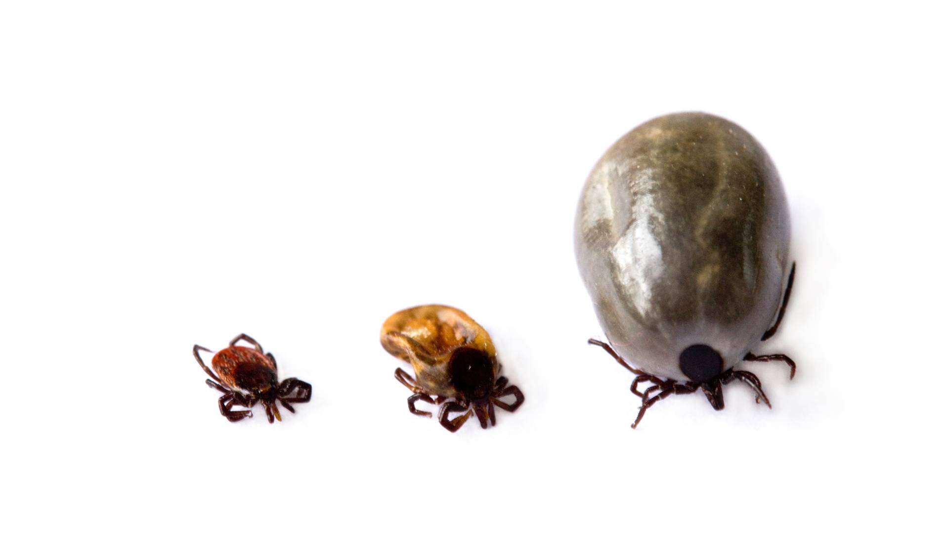 Pest Control for Ticks in House: 5 Effective Strategies