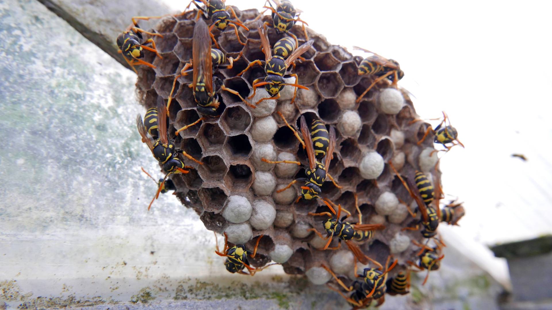 Removing Wasp Nests Naturally: Safe & Effective Home Solutions