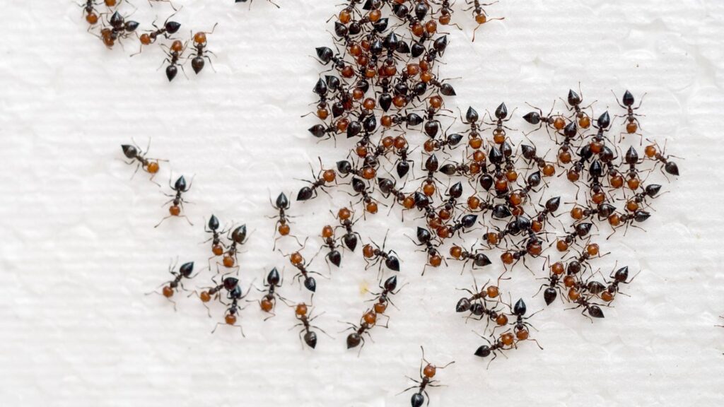 timeline of an ant colony demise