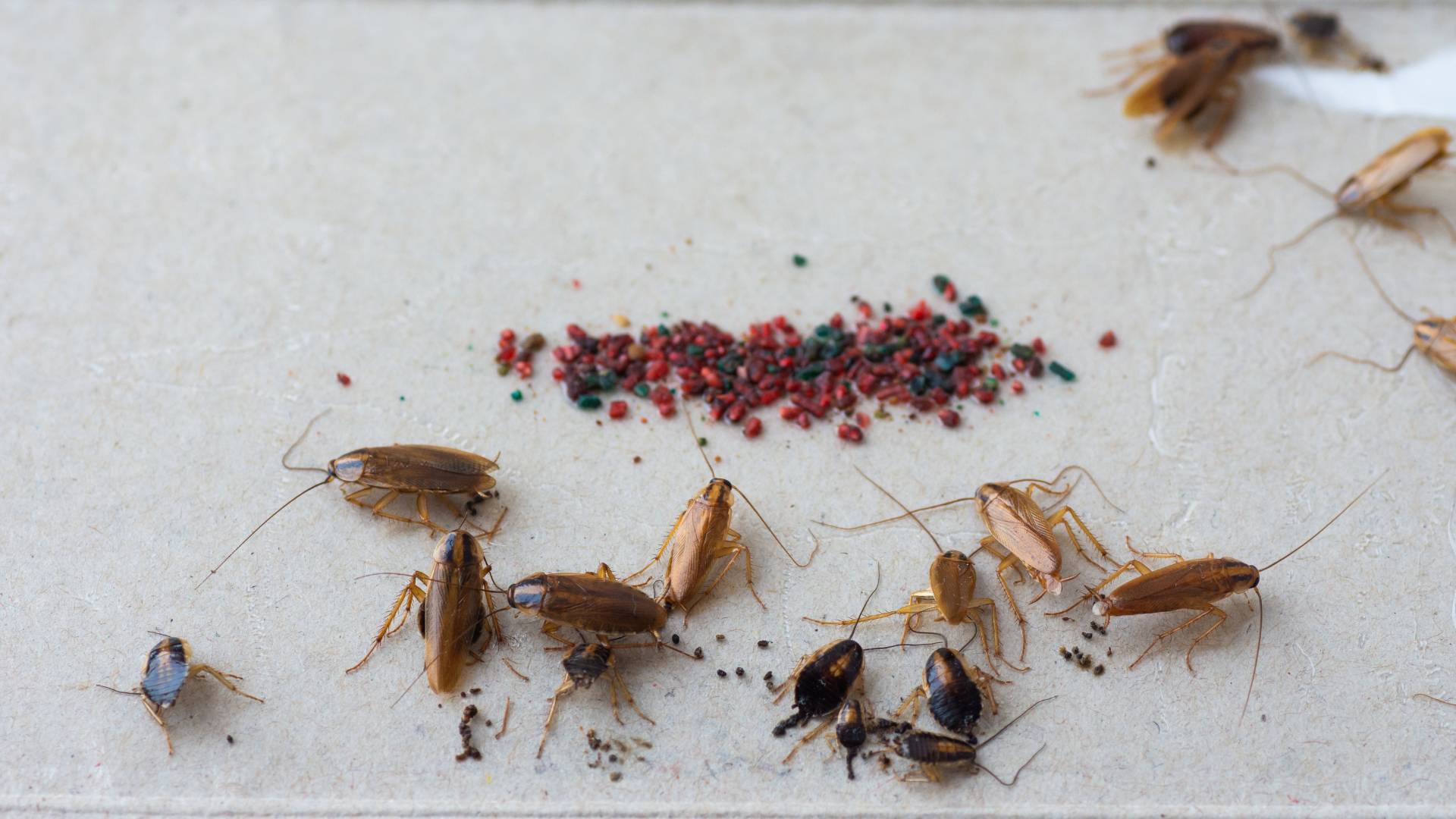 What Indicates a Cockroach Problem? Identifying Infestation Signs