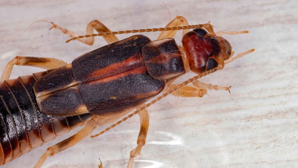 Adult Shore Earwig to represent the need of house treatment