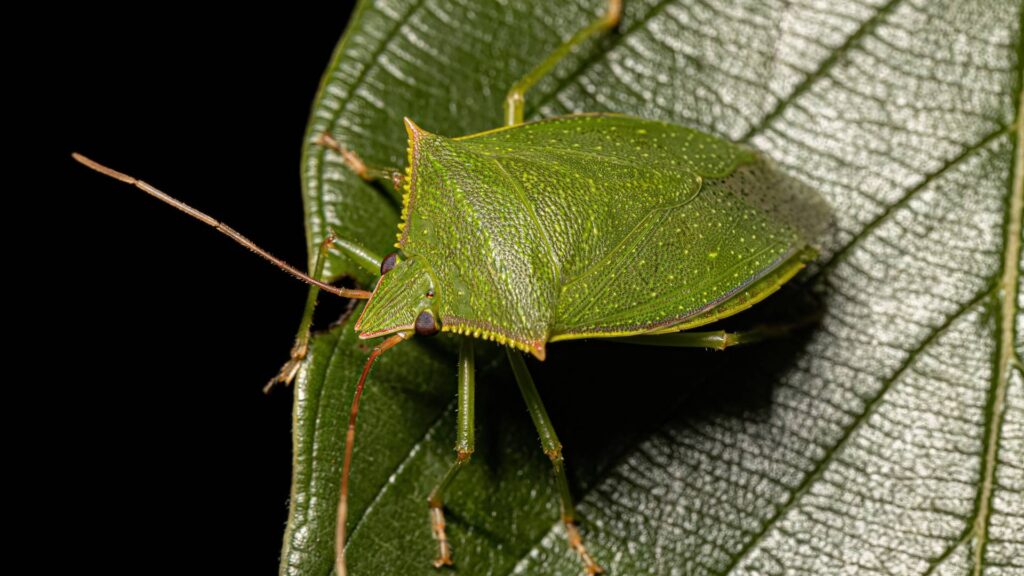 green stink bug to illustrate alternatives to diatomaceous earth to kill stink bugs