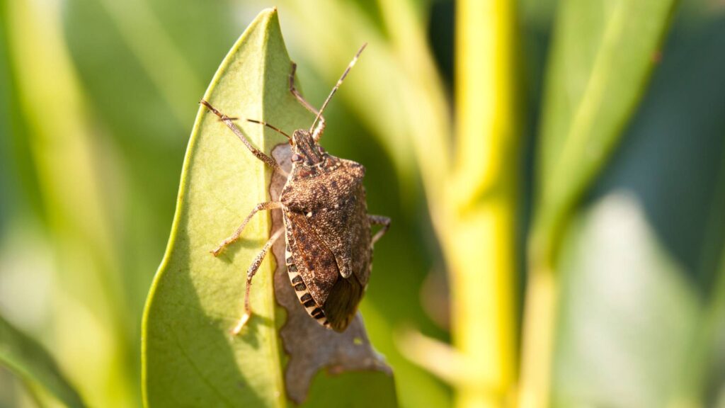 brown stink bug on a leaf to illustrate how diatomaceous earth kill stink bugs