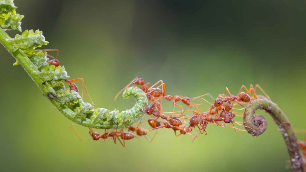 ants on a leaf string creating a bridge and how to build a defense to get rid of them in your house.