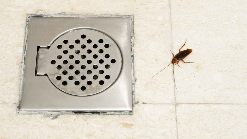 cockroach on a bathroom floor to represent how to get rid of them with chemicals solutions