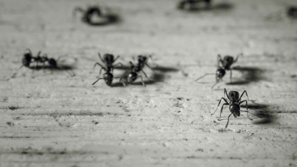 black ants walking out of a colony for How to Get Rid of Ant Colonies in Yard