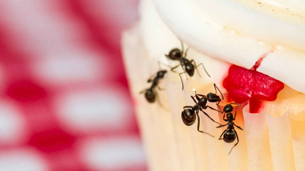 ants eating a cupcake to illustrate chemical solutions and how to get rid of moisture ants