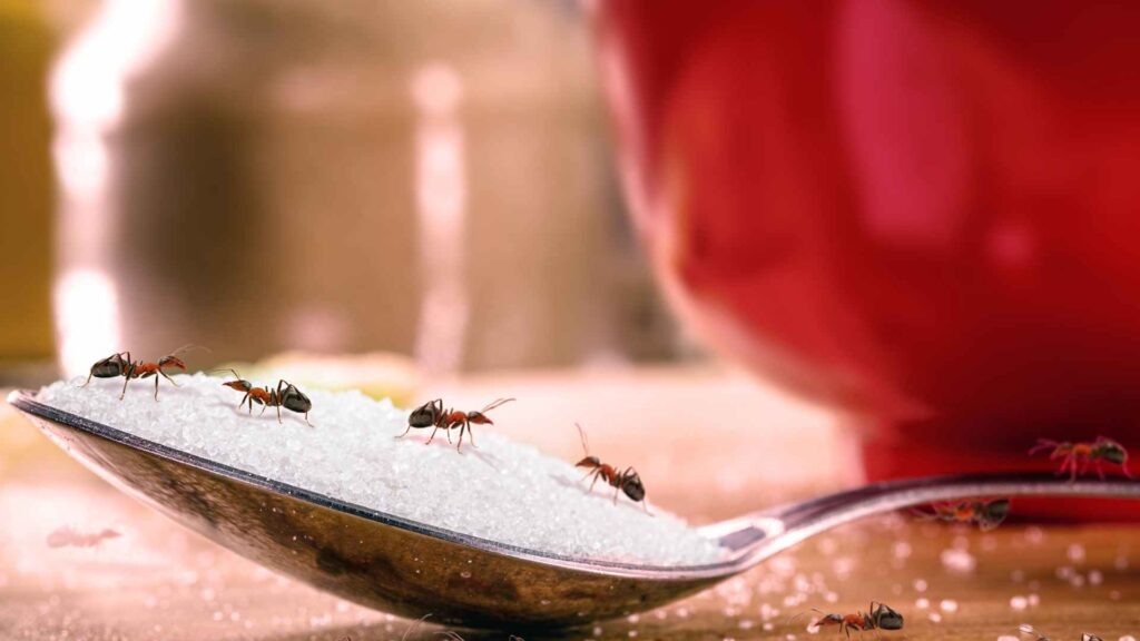 red ants walking over sugar on a spoon and how to get rid of them