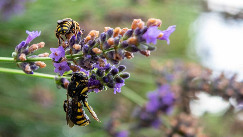 wasps on a flower to conclude best way to get rid of wasps in siding