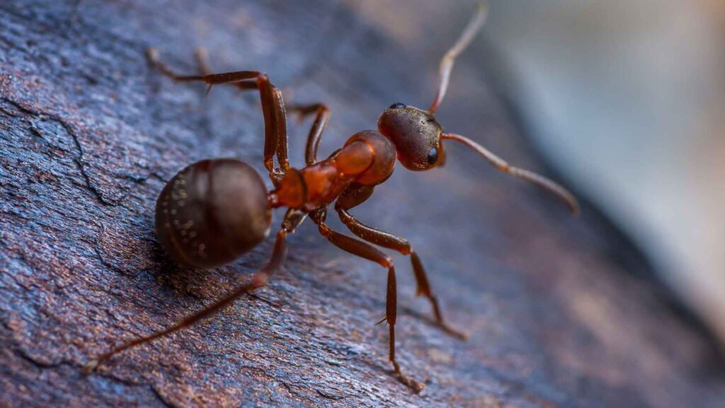 ant on a wood piece to represent how to get rid of moisture ants