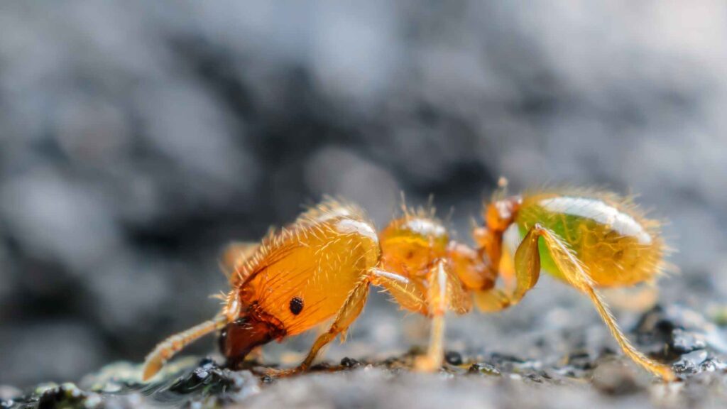 citronella ant over a stone to illustrate effective strategies and how to get rid of them