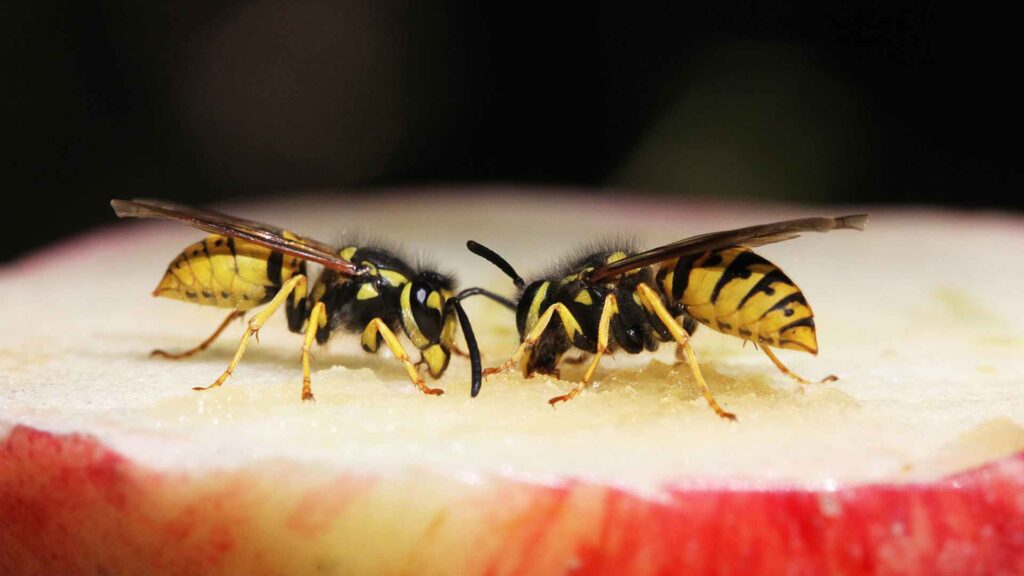 Wasps over a sliced apple and the best way to keep wasp away from house
