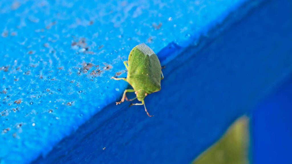 green stink bug to represent the final toughts on best bug bomb for stink bugs