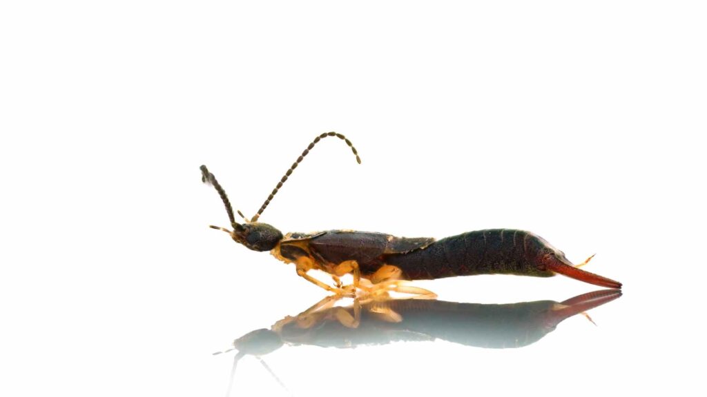 an earwig predator on a translucent white background to illustrate the final thoughts of earwig treatment in house