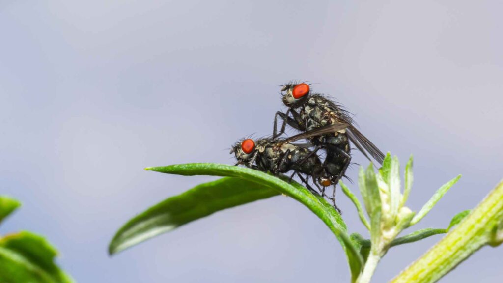 flesh flies breeding on a leaf how to identify them and get rid of them