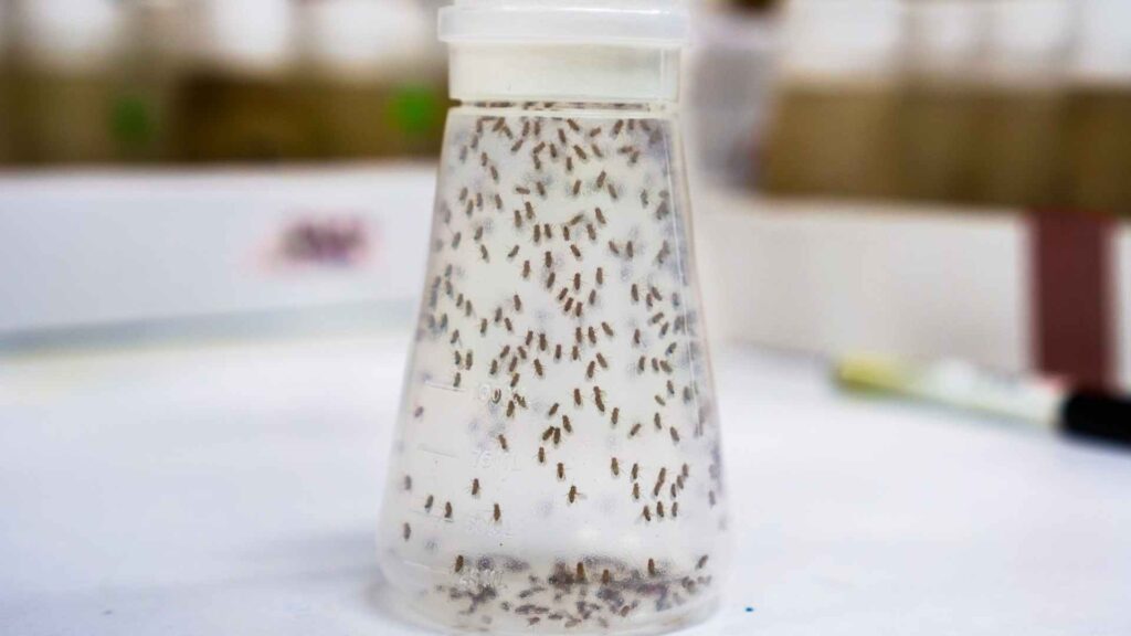 a glass full of fruit flies to represent how to get rid of them from house plants and create a free environment