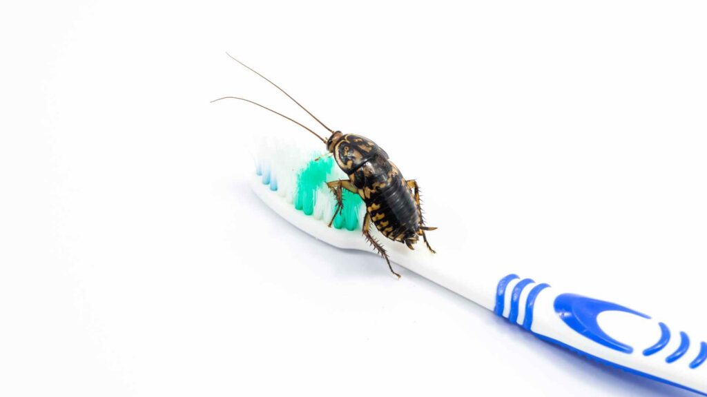 cockroach on a tooth bursh on the bathroom, how to get rid of them with Non-Toxic Remedies and DIY 