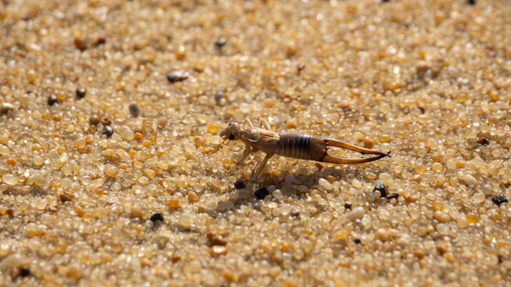 Big earwig stands on the sand to illustrate how to prevent infestations with treatment in house