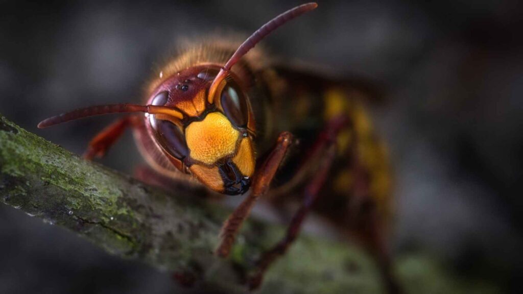 Yellow Jacket Wasp Macro Photography to represent safe and eco friendly best way to keep wasp away from house