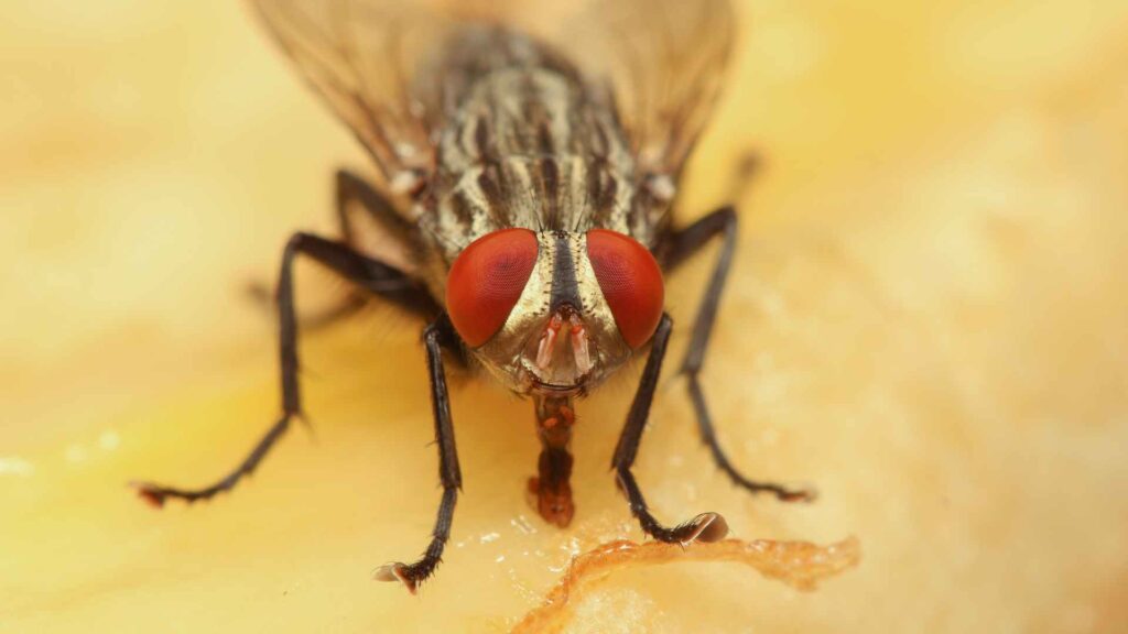 strategies to control flesh flies and how to get rid of them