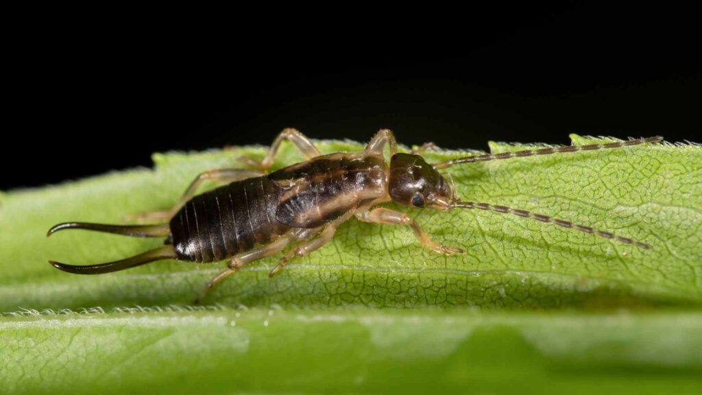 Earwig, Dermaptera to illustrate targeted solutions for house treatment