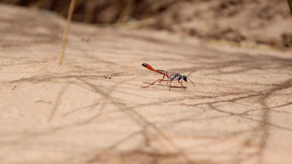 sand wasp on the ground for how to get rid of sand wasps