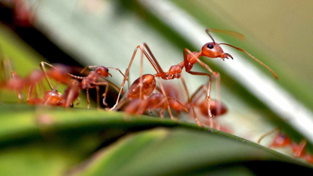 read ants over a leaf to illustrate their behavior and how to get rid of them.