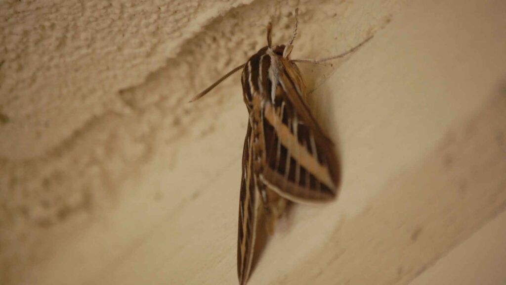 Treating Moths in House: 5 Effective Methods to Try