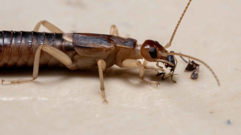 Adult Shore Earwig to represent the need of house treatment