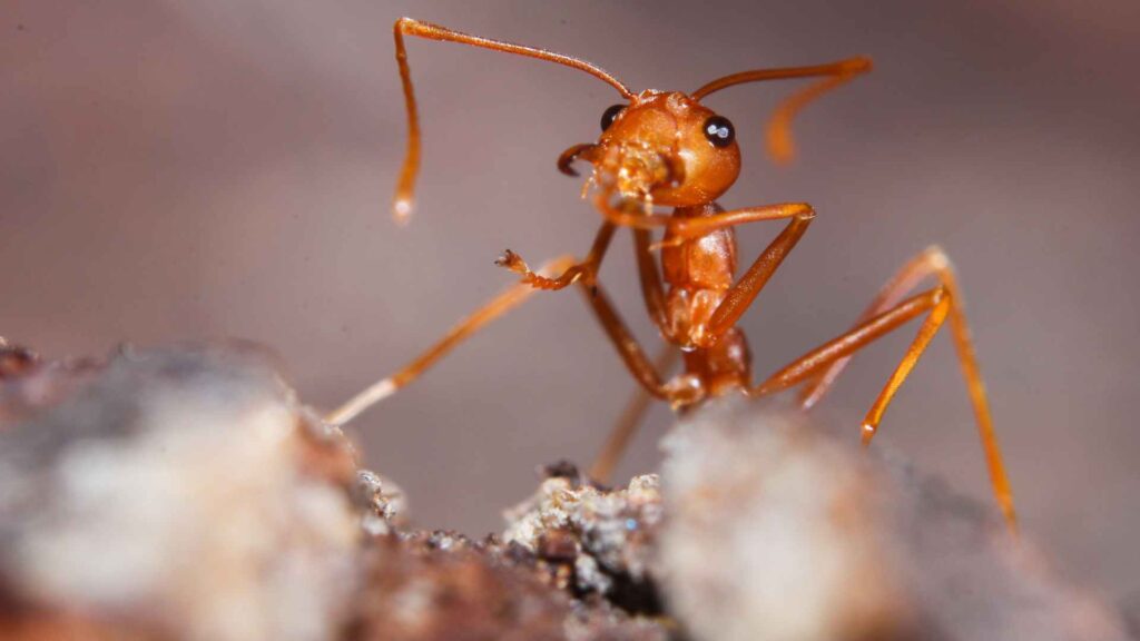 red ant on a close up to illustrate the conclusion of how to get rid of them.