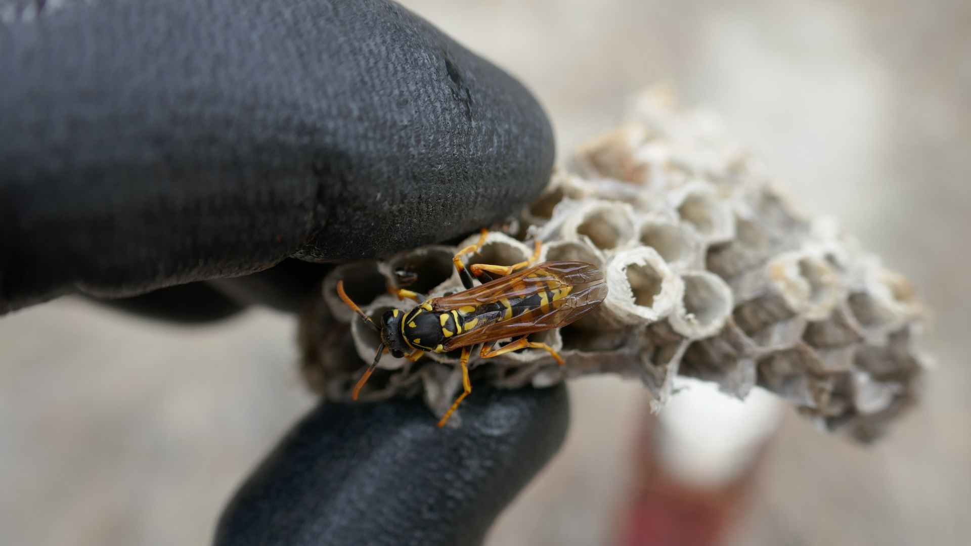 Best Way to Keep Wasp Away from House: Top Prevention Tips