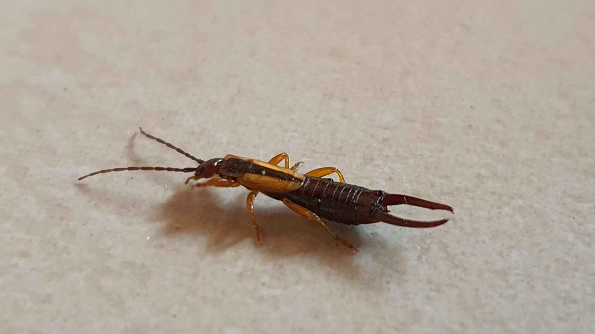 Earwig Treatment House: How to Get Rid of Earwigs Fast