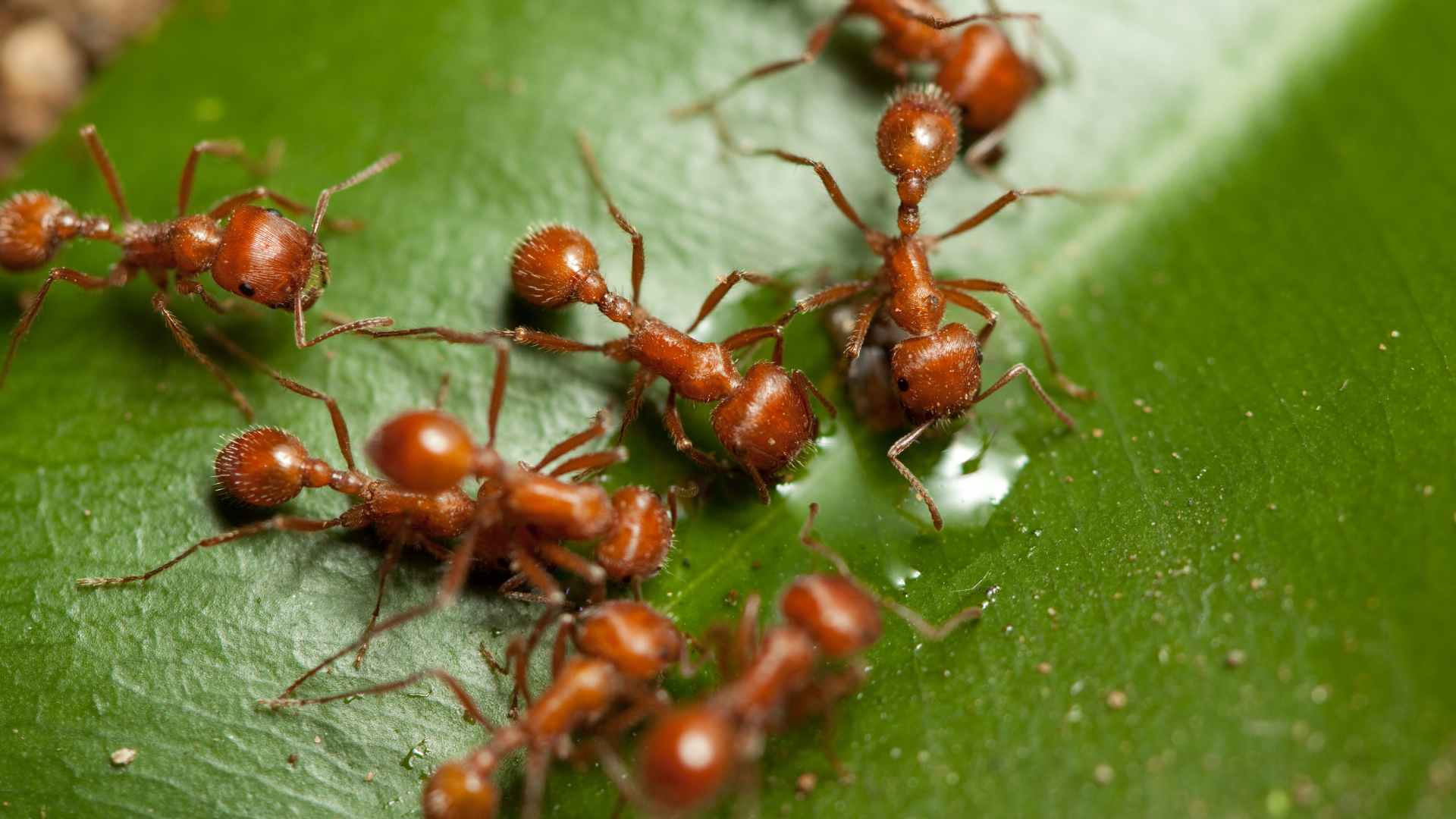 Get Rid of Red Ants at Home: Essential Steps & Tricks