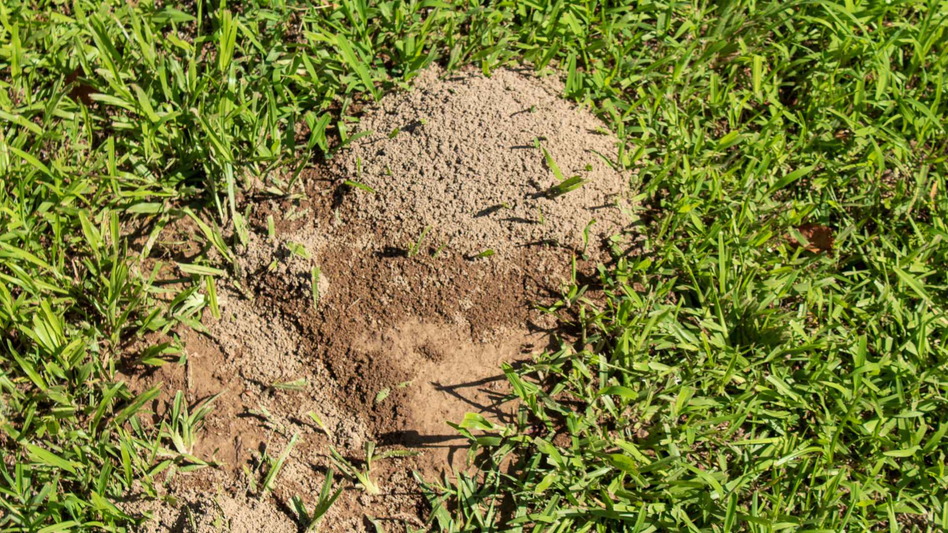 How to Get Rid of Ant Colonies in Yard: Expert Pest Control Tips