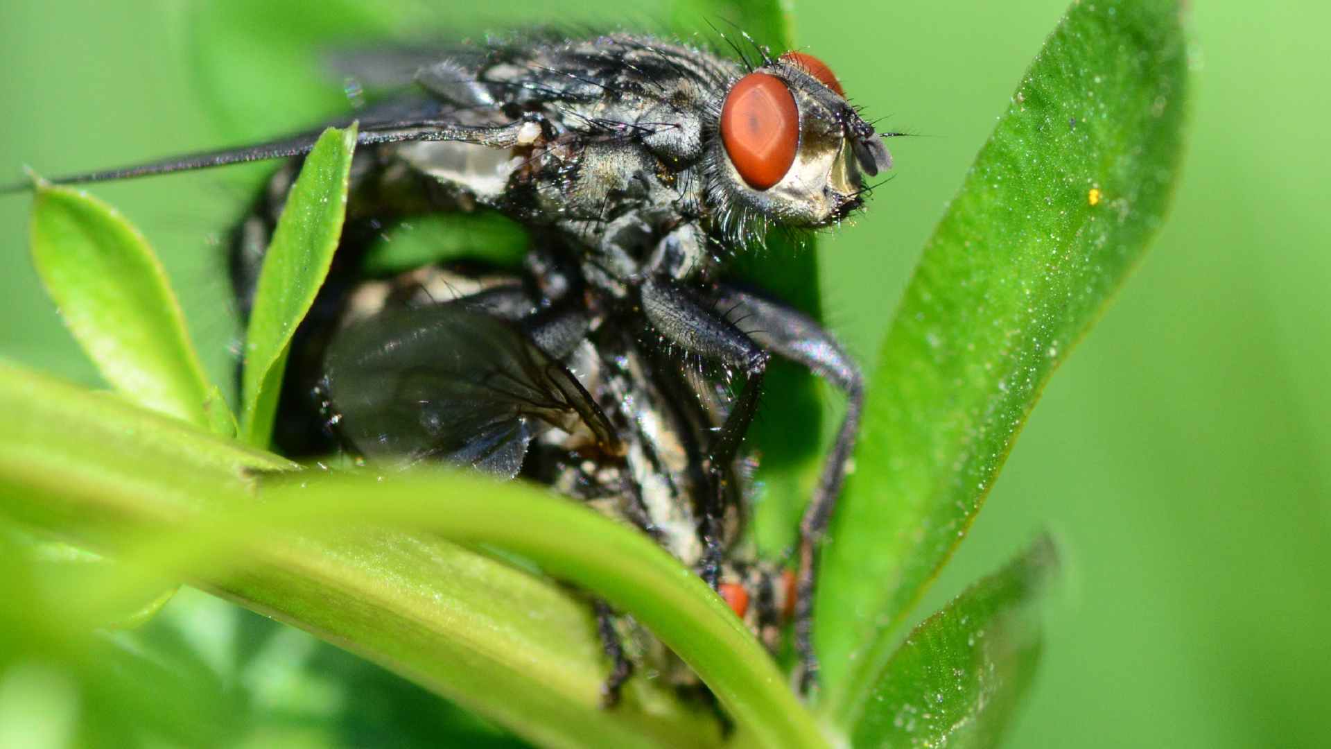 How to Get Rid of Flesh Flies Fast: DIY Solutions