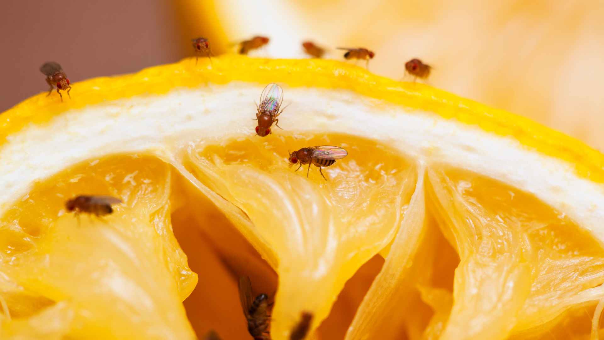 How to Get Rid of Fruit Flies From House Plants Fast