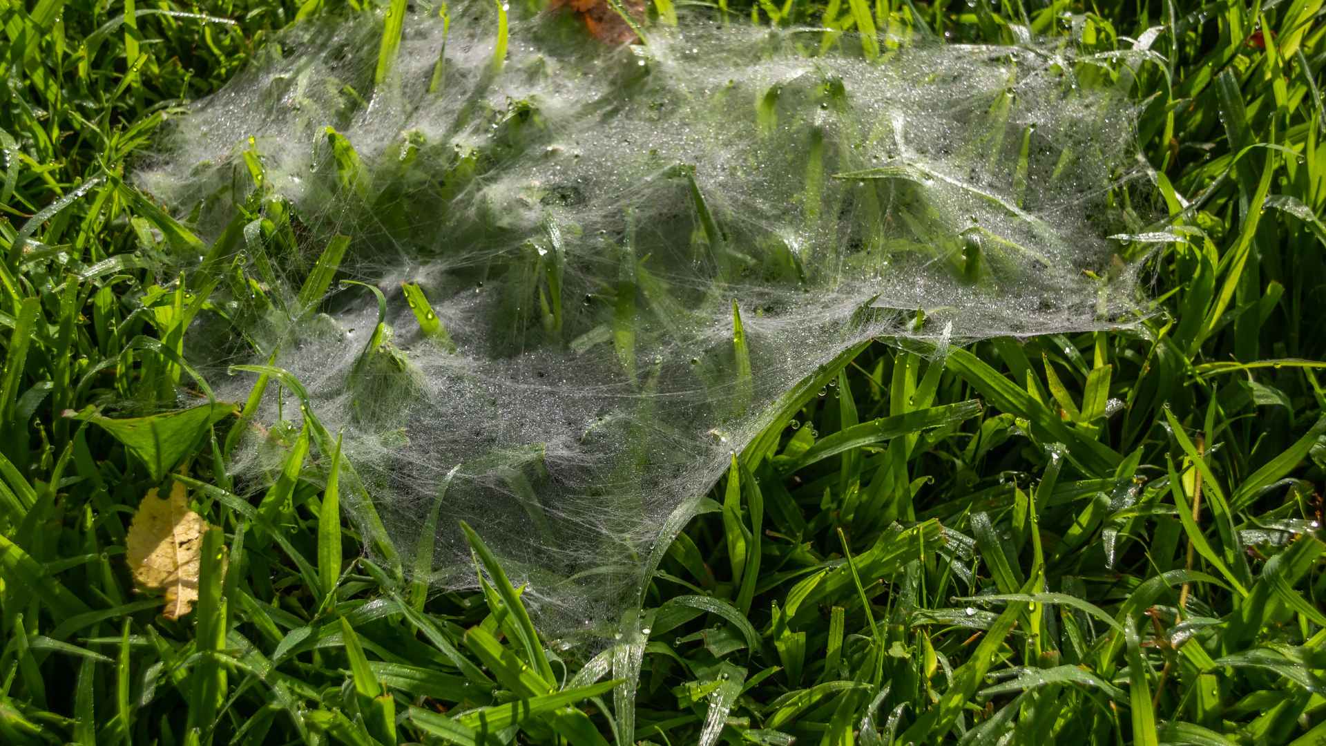 How to Get Rid of Grass Spiders Fast: DIY Tips