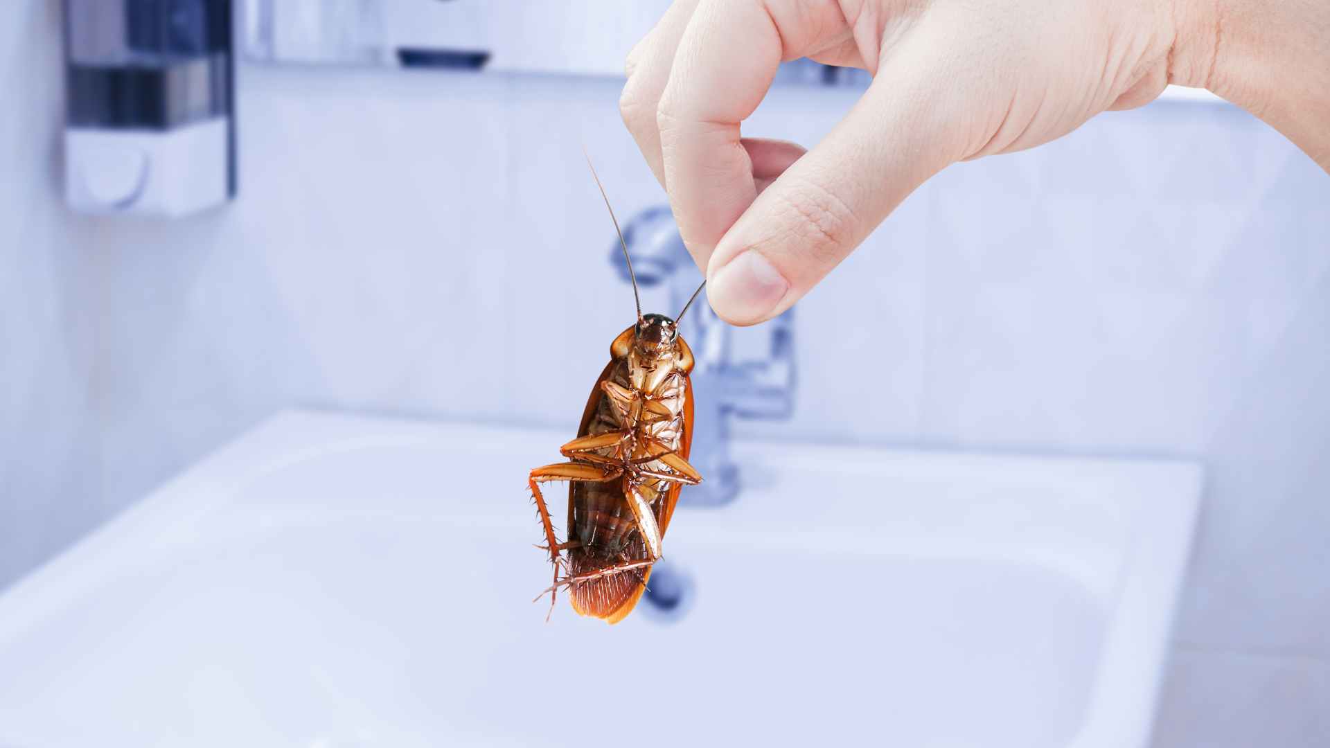 How to Get Rid of Roaches in Bathroom: Expert Tips